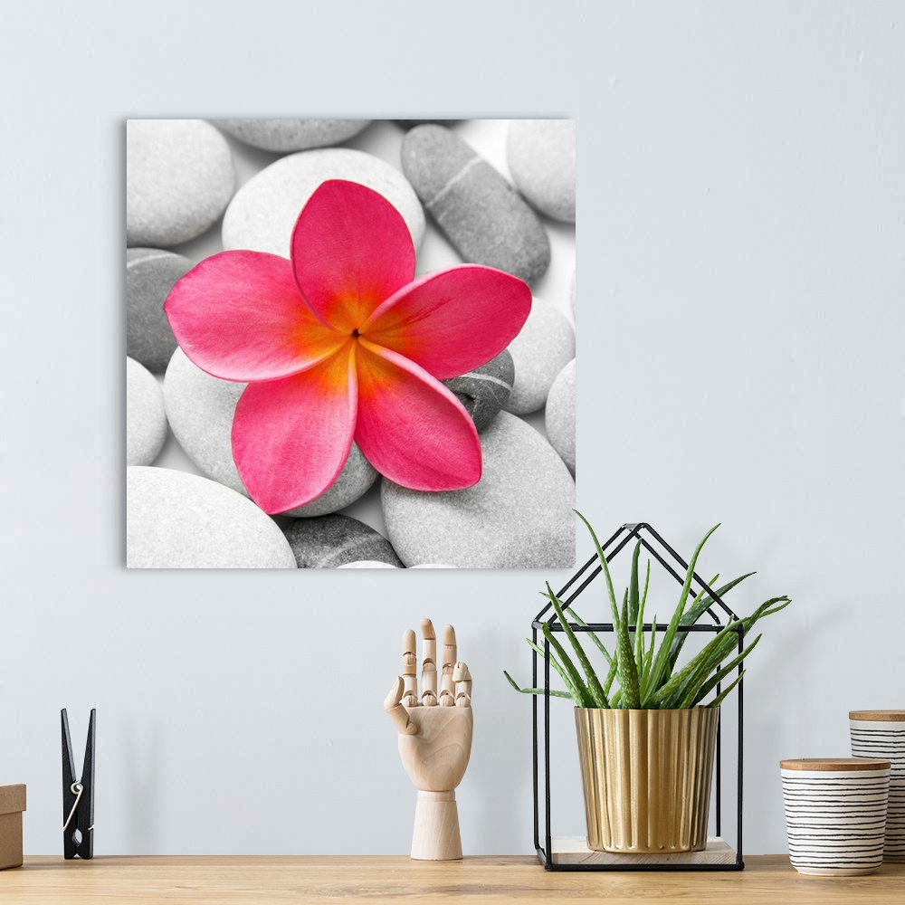 A bohemian room featuring Square photograph of a small pink flowers on top of smooth stones in black and white.