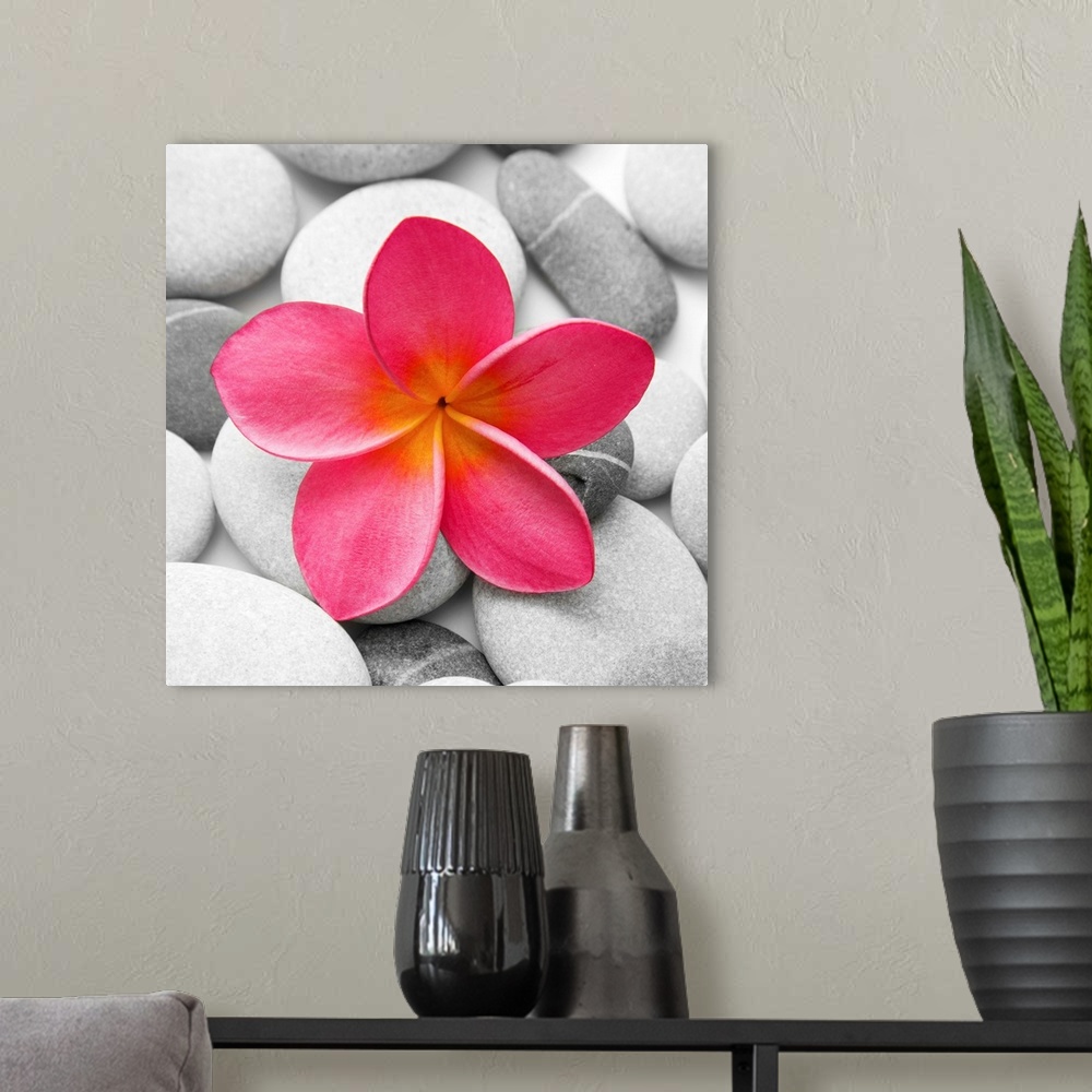 A modern room featuring Square photograph of a small pink flowers on top of smooth stones in black and white.