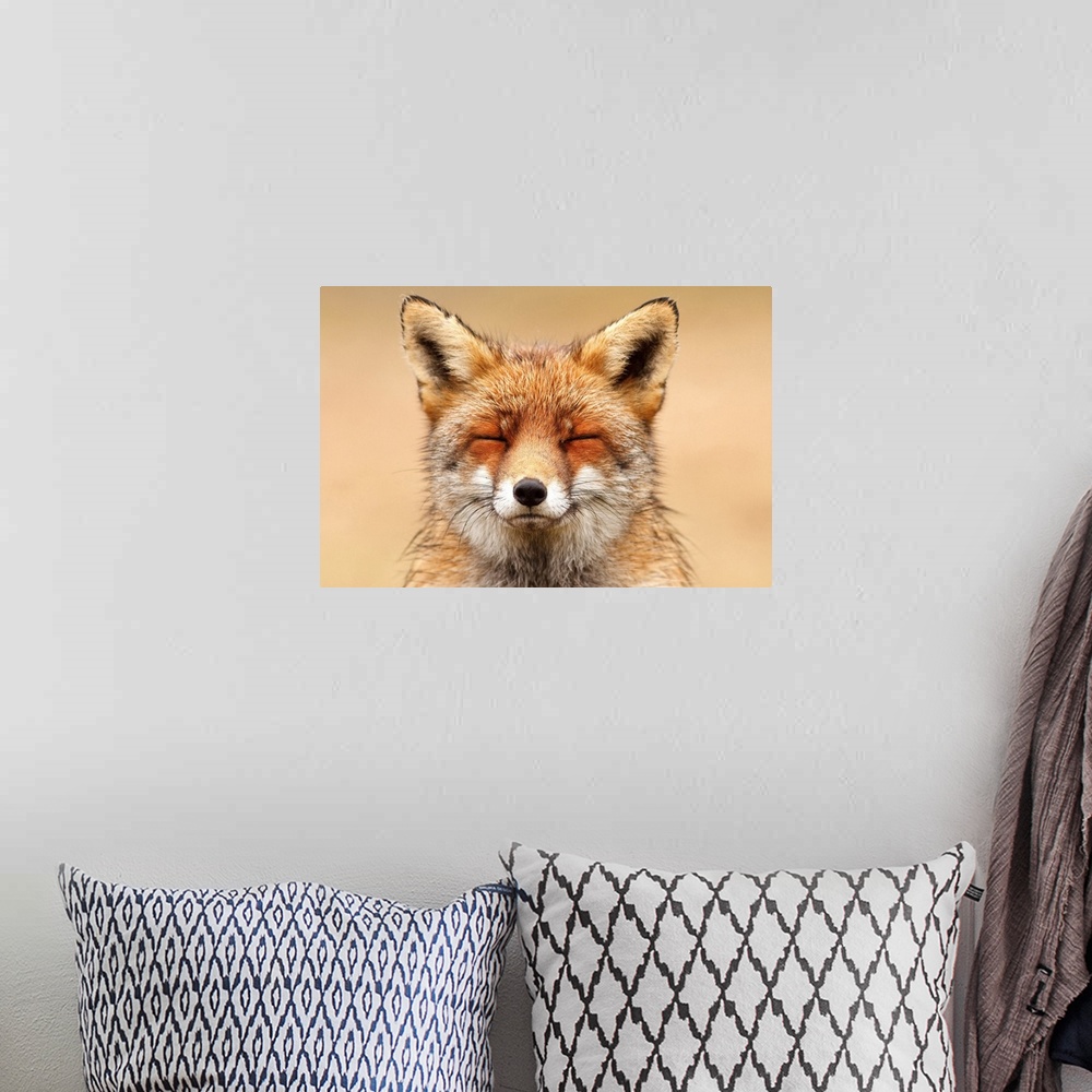 A bohemian room featuring A photograph of a fox with it's eyes close.