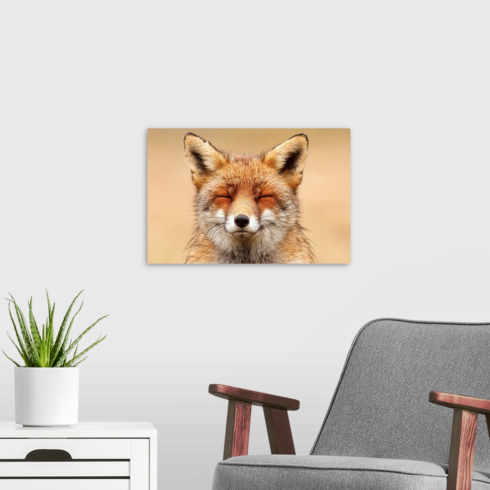 A modern room featuring A photograph of a fox with it's eyes close.