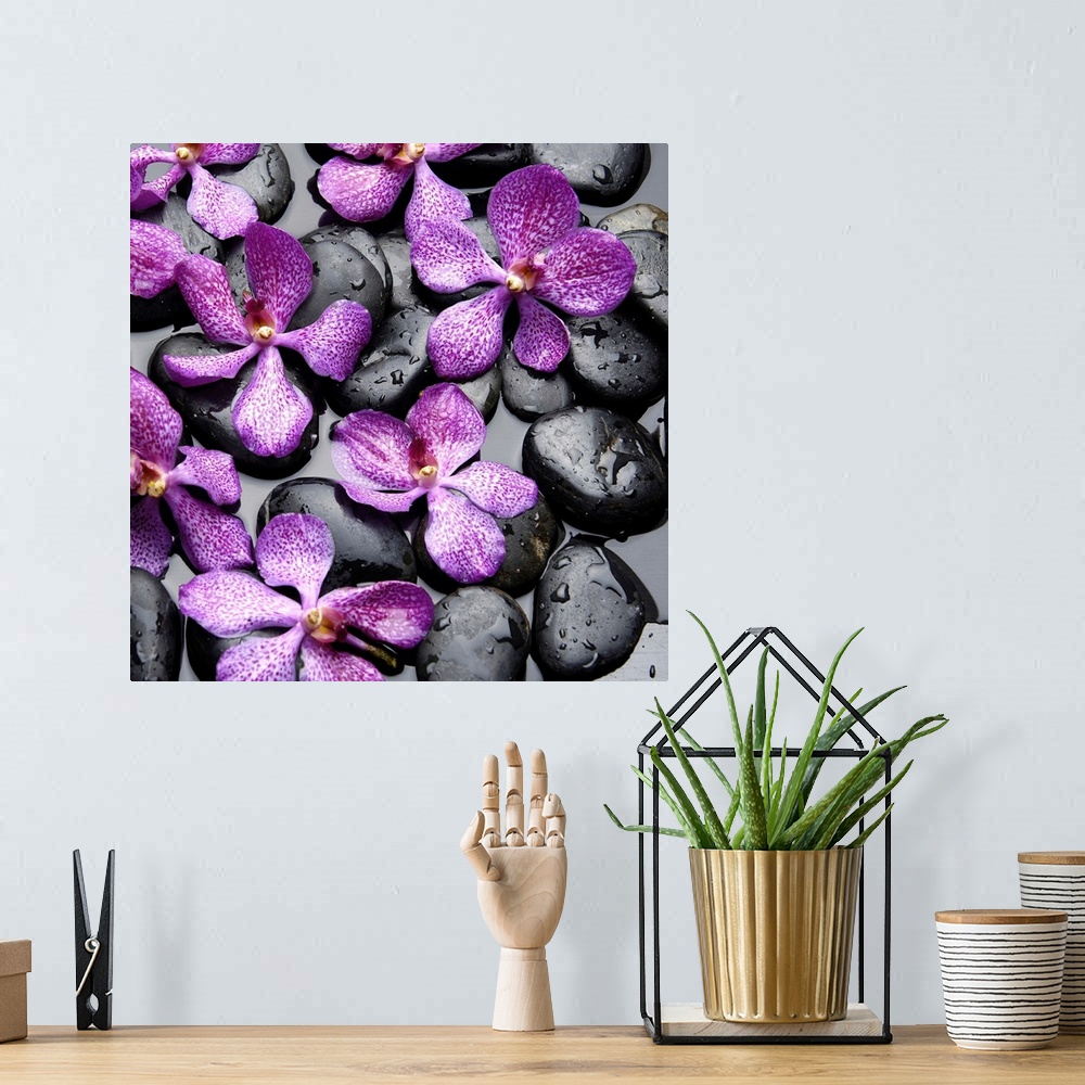 A bohemian room featuring Square image of purple orchids on smooth black rocks in water.