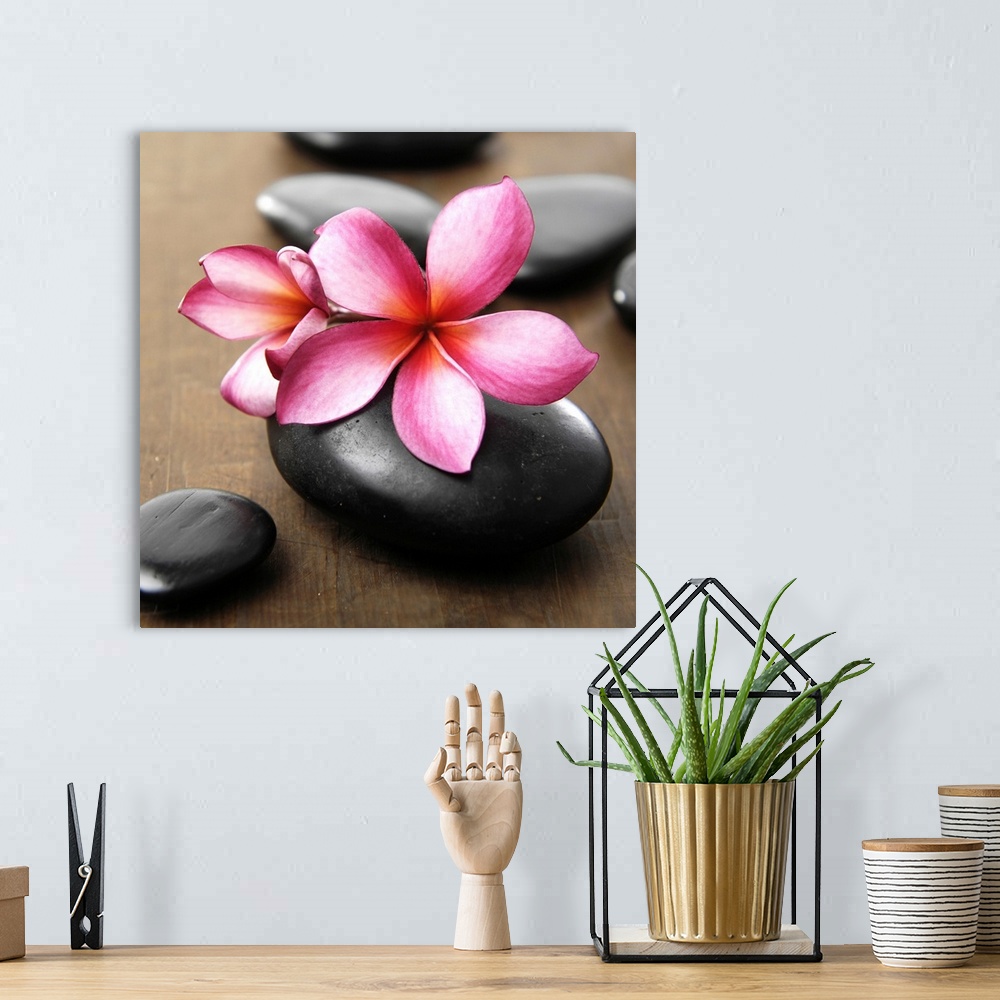 A bohemian room featuring Square image of pink flowers on smooth black rocks on wood.