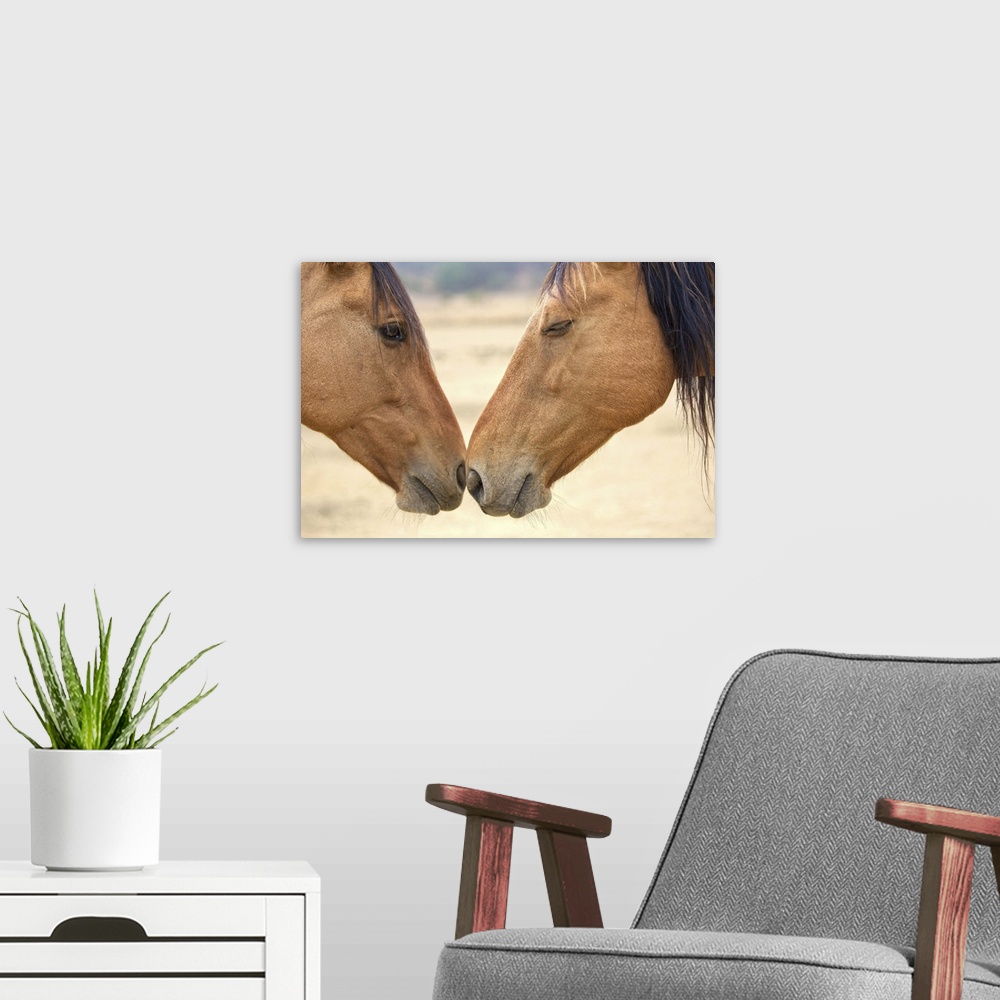 A modern room featuring Two wild horses touching noses.