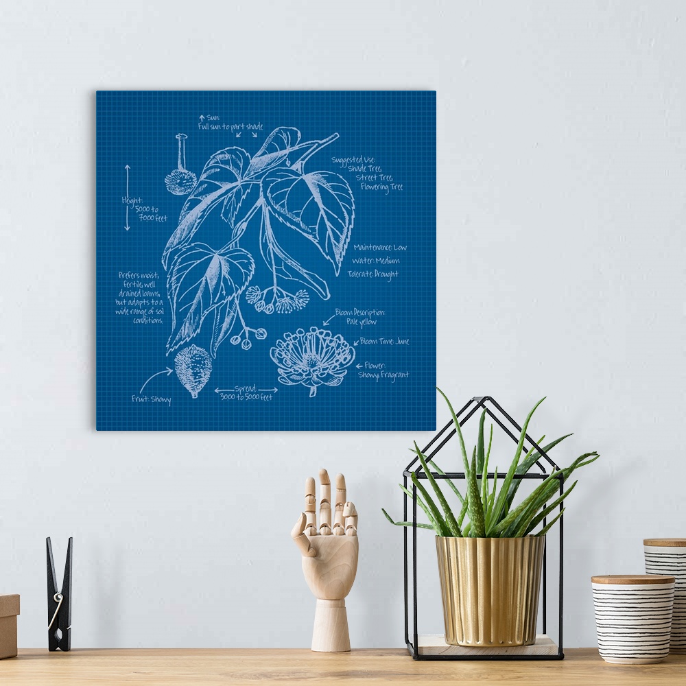 A bohemian room featuring Digital artwork of a blueprint in blue and white featuring a perennial with brief information abo...