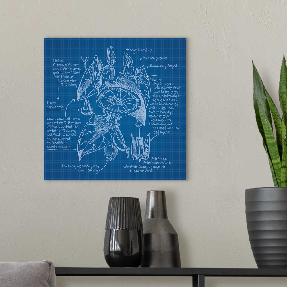 A modern room featuring Digital artwork of a blueprint in blue and white featuring a perennial with brief information abo...