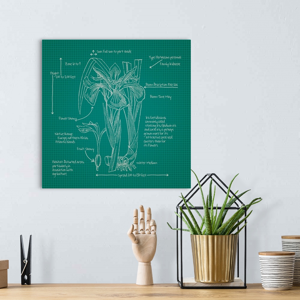 A bohemian room featuring Digital artwork of a blueprint in green and white featuring a perennial with brief information ab...
