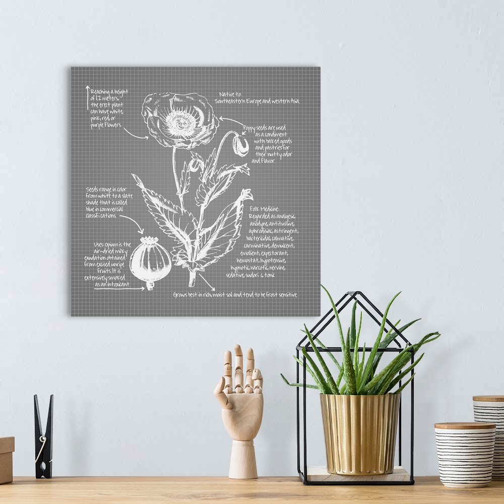 A bohemian room featuring Digital artwork of a blueprint in dusky gray and white featuring a poppy with brief information a...