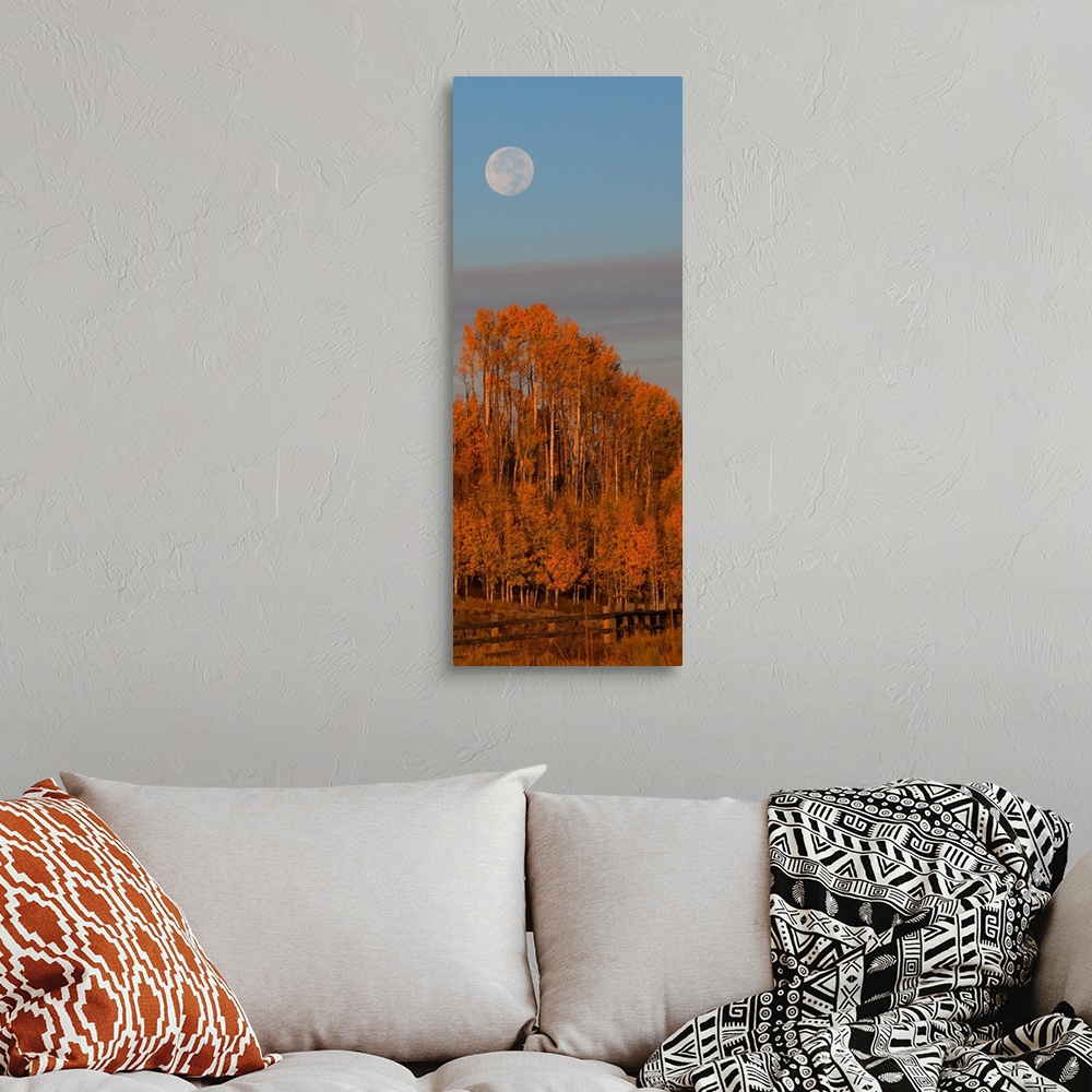 A bohemian room featuring Photograph of brightly colored orange trees, a blue sky and a pale full moon.