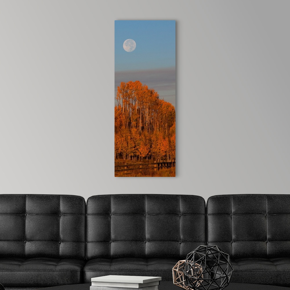 A modern room featuring Photograph of brightly colored orange trees, a blue sky and a pale full moon.