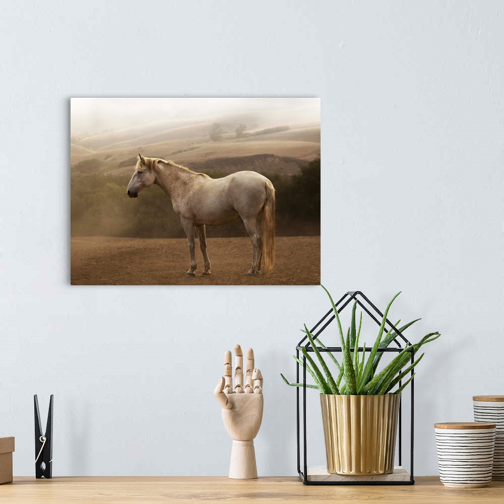 A bohemian room featuring Photograph of a white horse standing in the morning mist by Sally Linden.