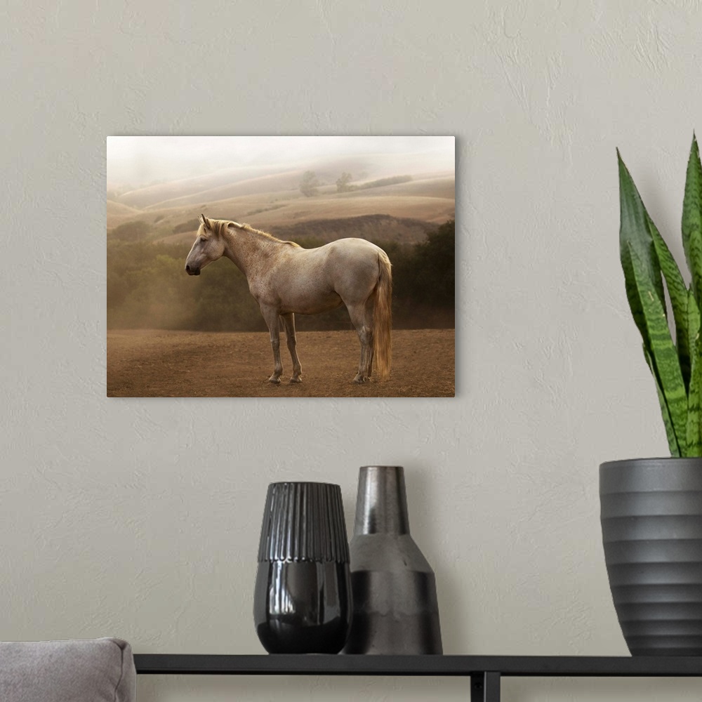 A modern room featuring Photograph of a white horse standing in the morning mist by Sally Linden.