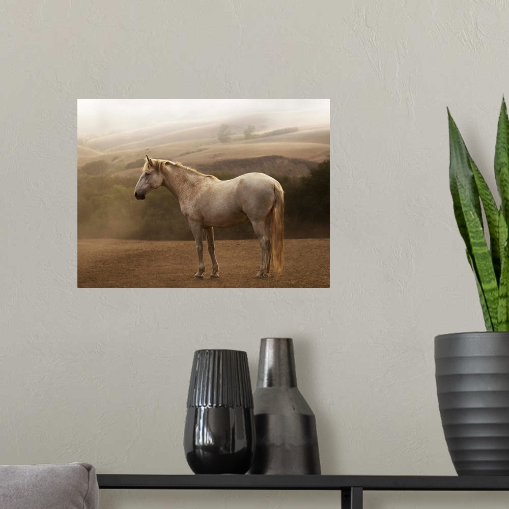 A modern room featuring Photograph of a white horse standing in the morning mist by Sally Linden.