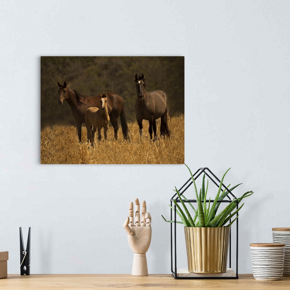 A bohemian room featuring A family of wild horses standing in a field in golden light.