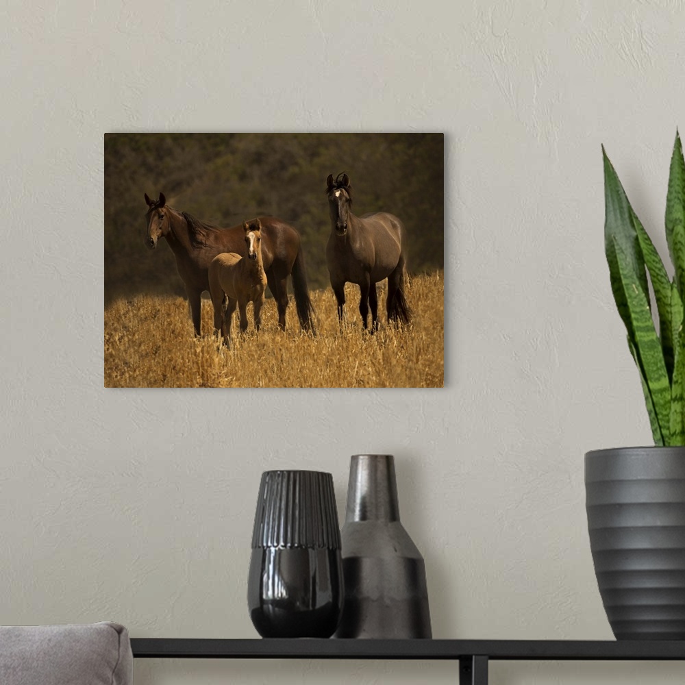 A modern room featuring A family of wild horses standing in a field in golden light.