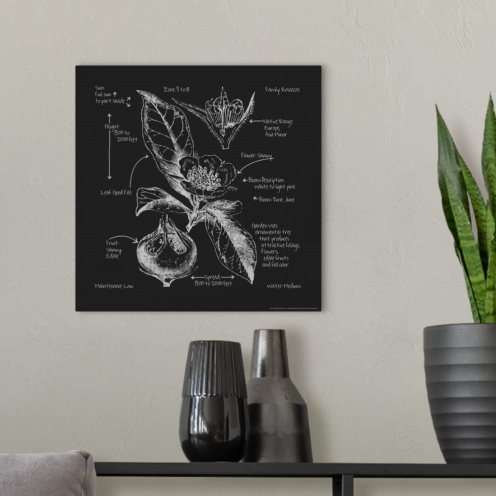 A modern room featuring Square blueprint of a Rosaceae flower with labels in black and white.