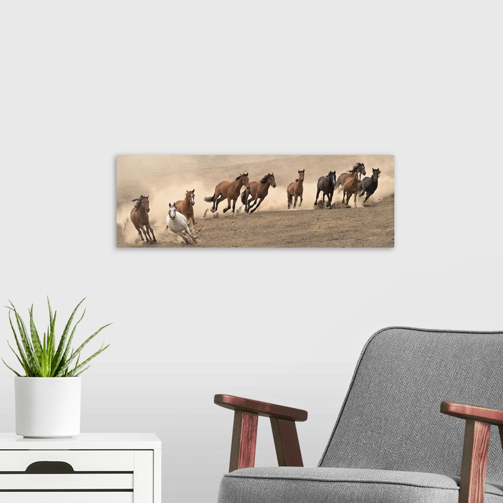 A modern room featuring Panoramic photograph of a herd of wild horses running in a dusty field.