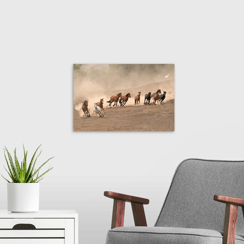 A modern room featuring Photograph of a team of wild horses barreling over the hillside by Sally Linden.