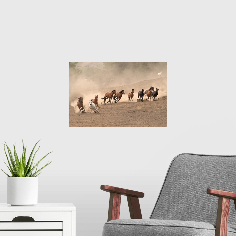 A modern room featuring Photograph of a team of wild horses barreling over the hillside by Sally Linden.