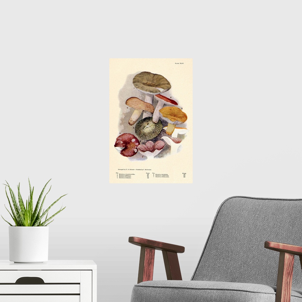 A modern room featuring Toadstools And Mushrooms - Plate XLIV