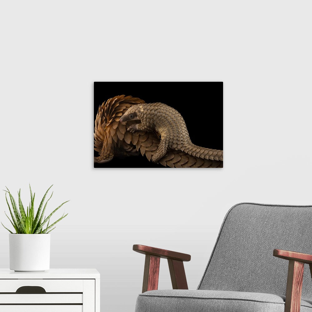 A modern room featuring A baby white-bellied pangolin (Phataginus tricuspis) clings to her mother's back at a facility in...