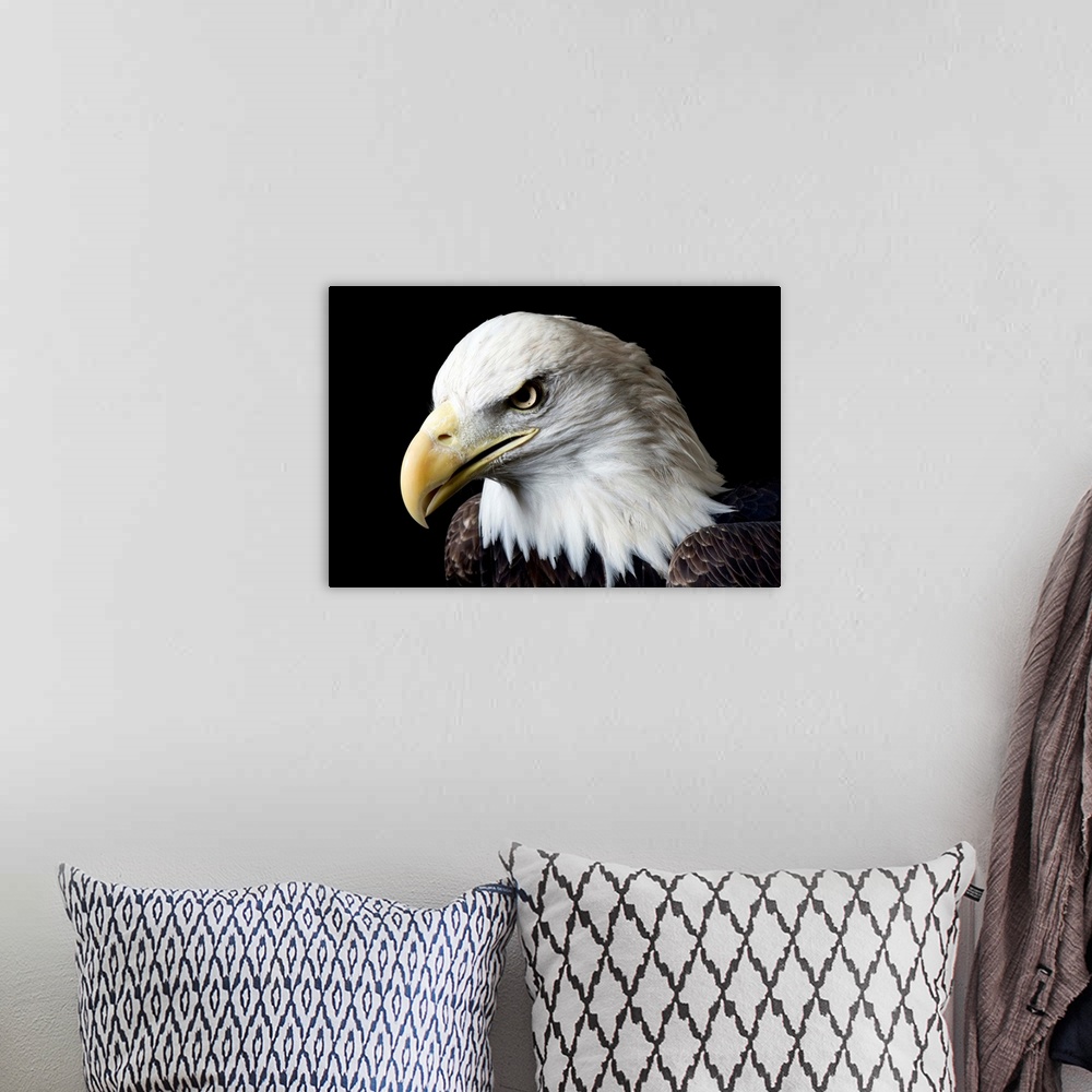 A bohemian room featuring A bald eagle, Haliaeetus leucocephalus, at the George M. Sutton Avian Research Center.