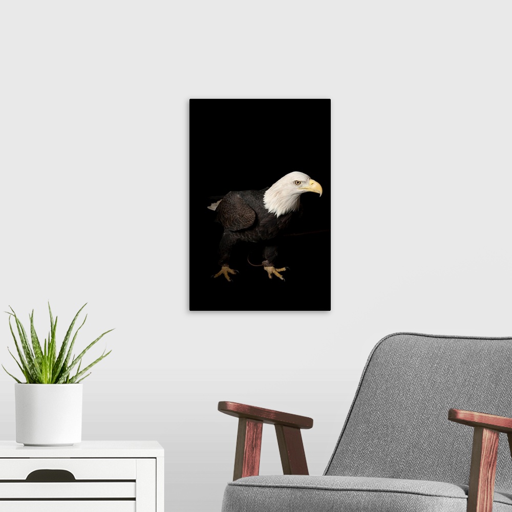 A modern room featuring A bald eagle (Haliaeetus leucocephalus) at the George M. Sutton Avian Research Center.