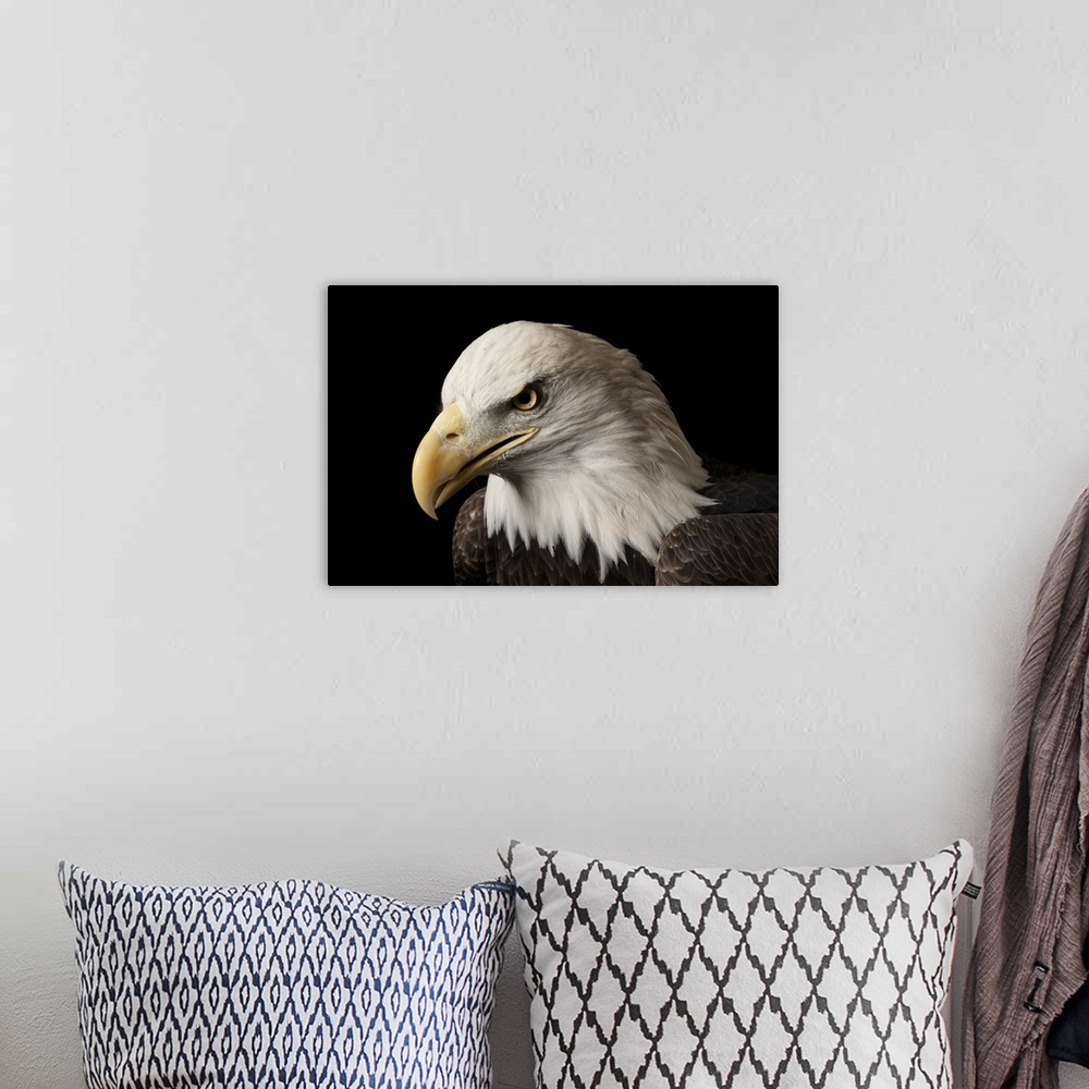 A bohemian room featuring A bald eagle (Haliaeetus leucocephalus) named Bensar at the George M. Sutton Avian Research Center.