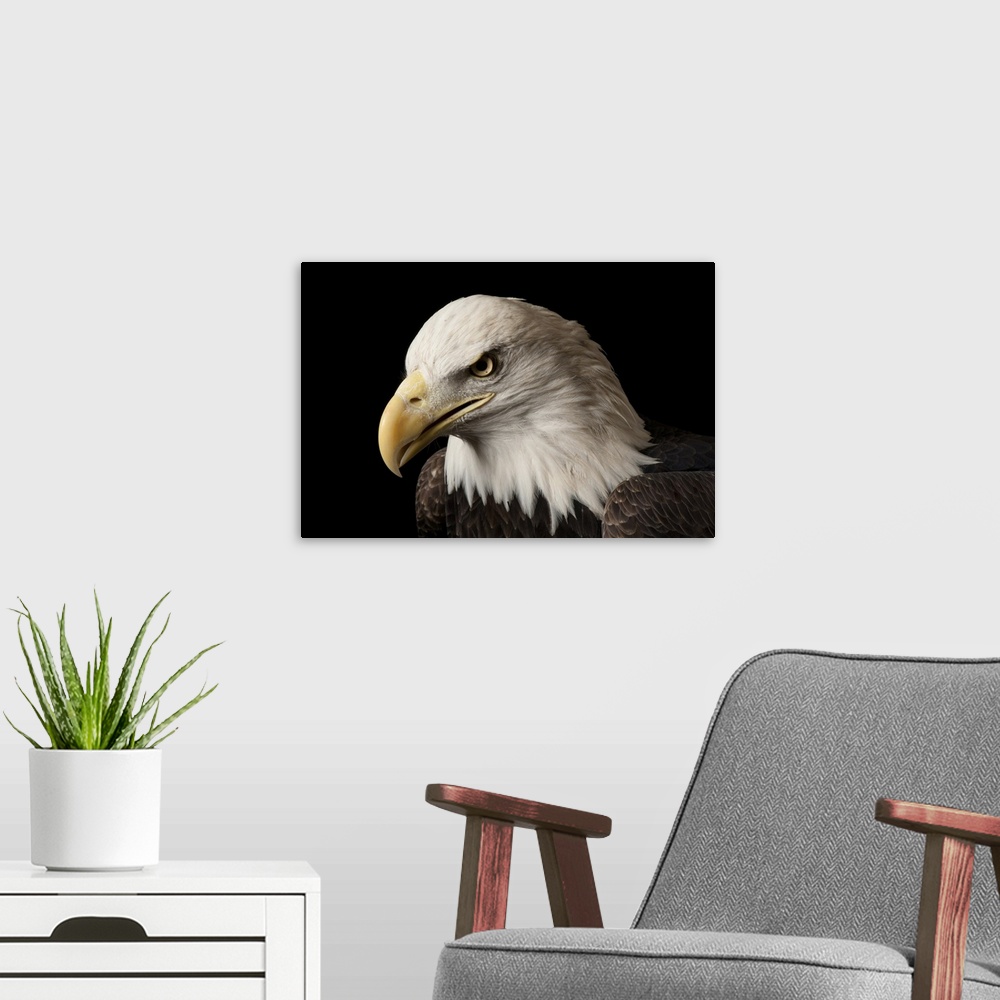 A modern room featuring A bald eagle (Haliaeetus leucocephalus) named Bensar at the George M. Sutton Avian Research Center.