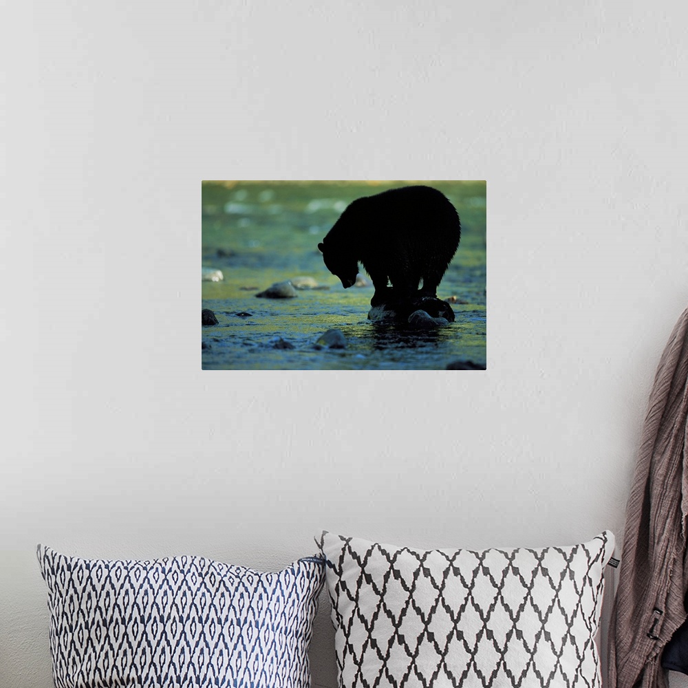 A bohemian room featuring A black bear perches on a rock watching for fish in Clayoquot Sound.