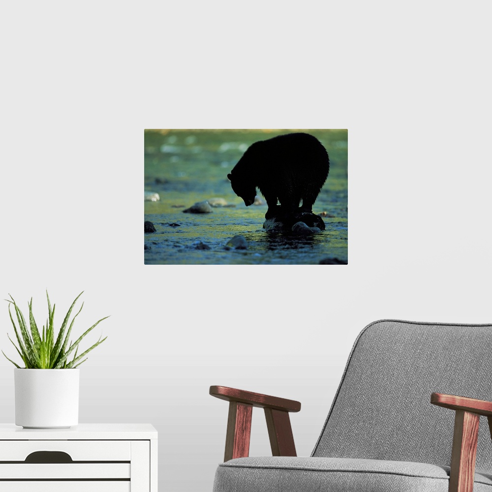 A modern room featuring A black bear perches on a rock watching for fish in Clayoquot Sound.