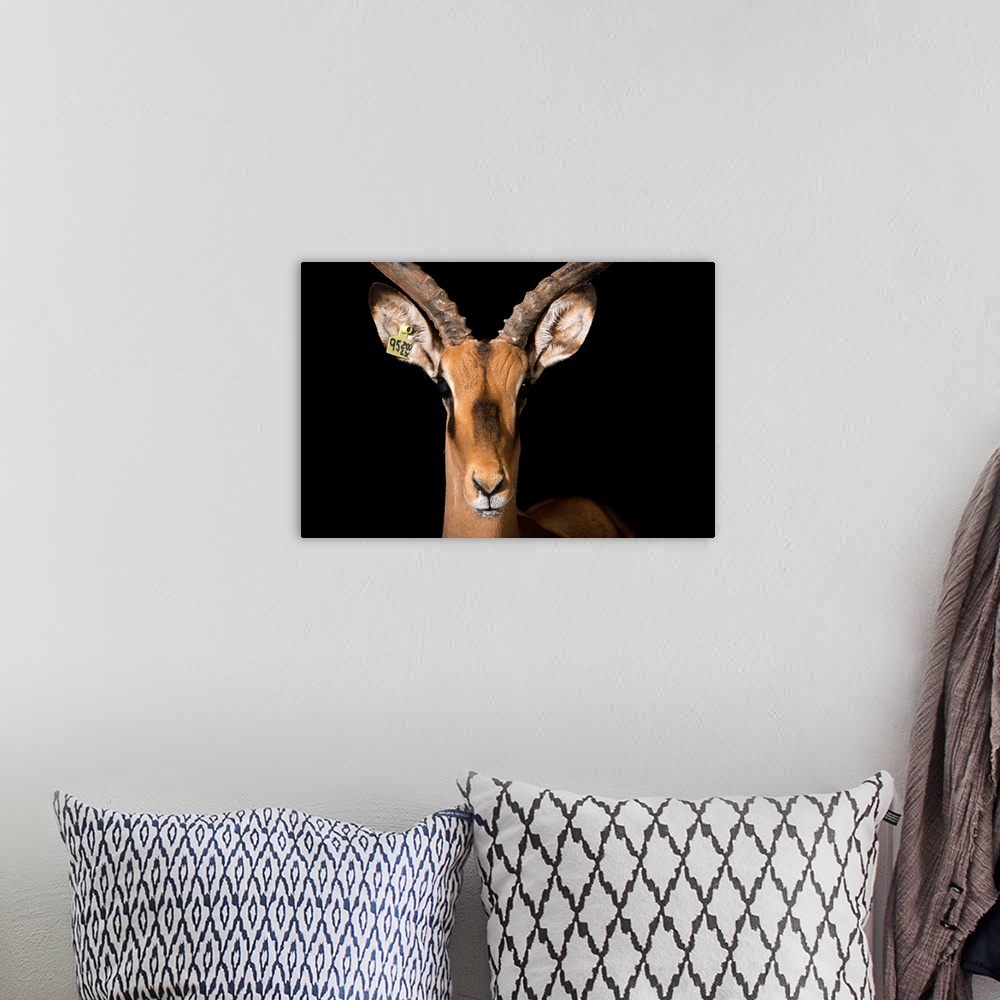 A bohemian room featuring A black faced impala, Aepyceros melampus petersi, at the Lisbon Zoo in Portugal.