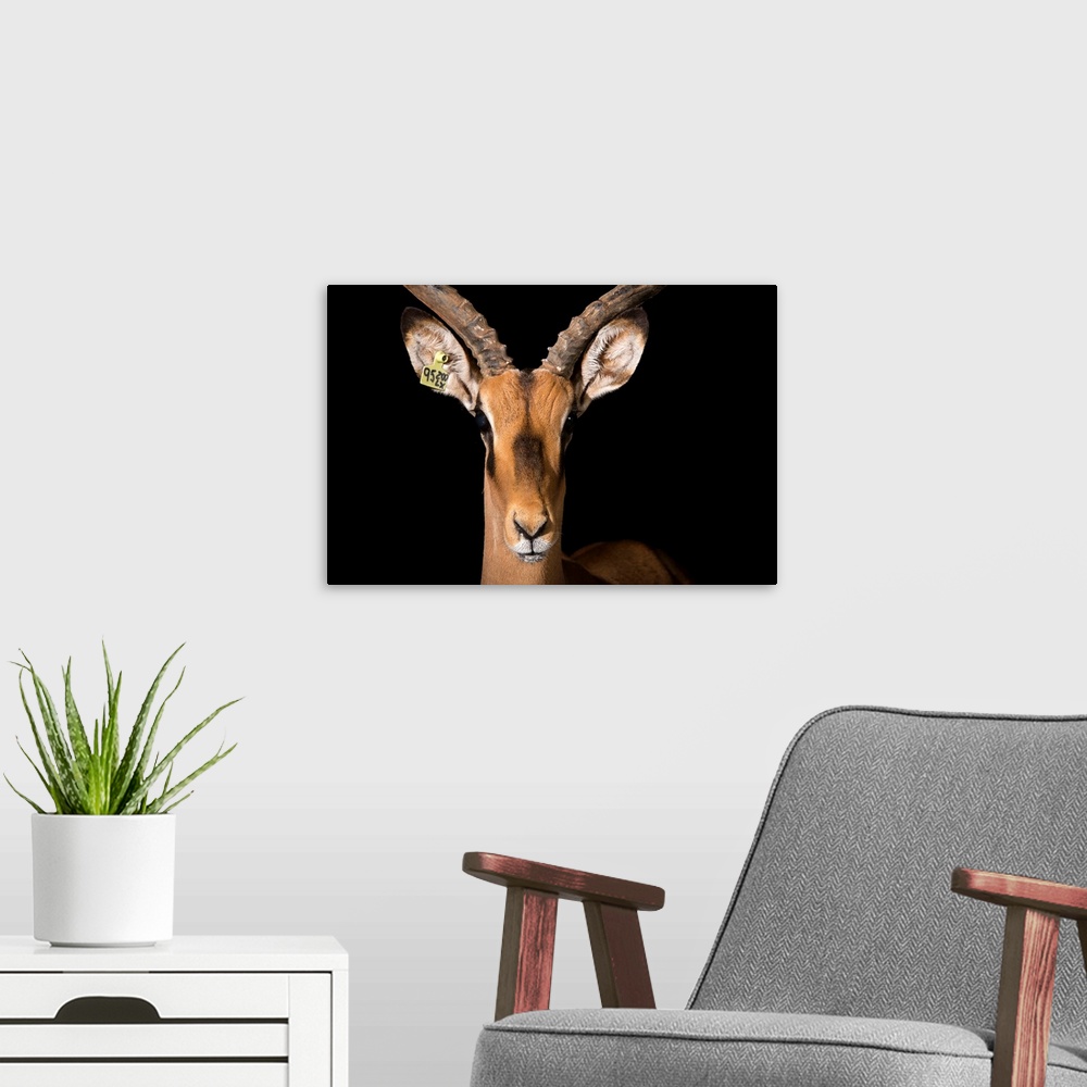 A modern room featuring A black faced impala, Aepyceros melampus petersi, at the Lisbon Zoo in Portugal.