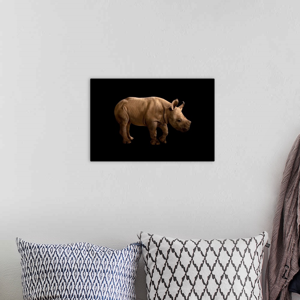 A bohemian room featuring A black rhino, Diceros bicornis, at Zoo Atlanta.
