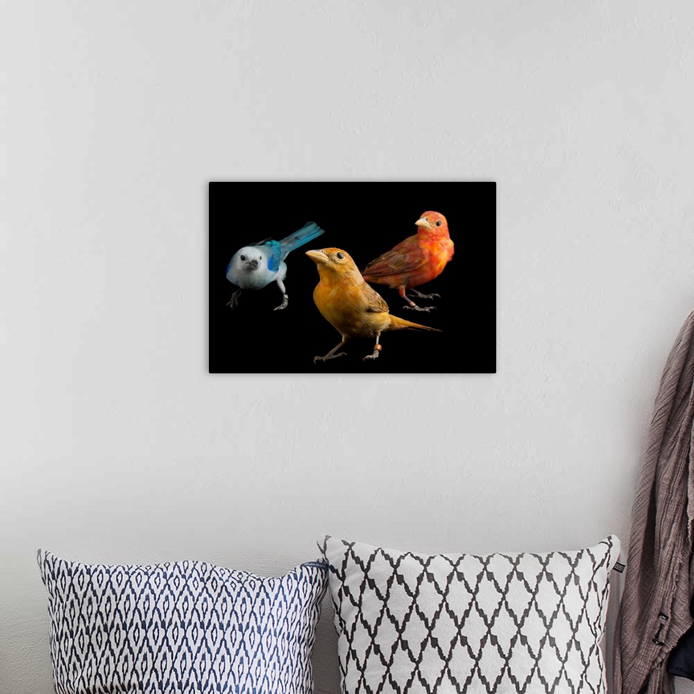 A bohemian room featuring A blue-grey tanager, Thraupis episcopus, and two hepatic tanagers, Piranga flava, at the National...