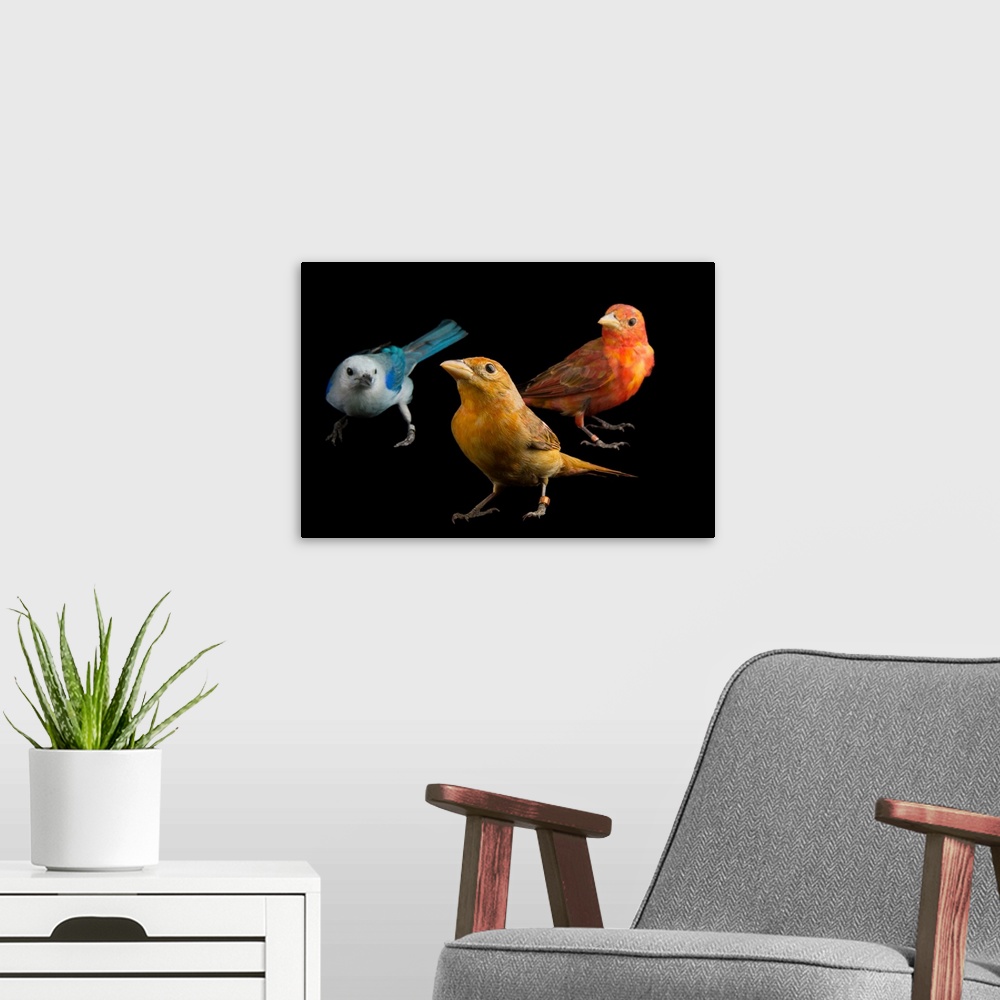 A modern room featuring A blue-grey tanager, Thraupis episcopus, and two hepatic tanagers, Piranga flava, at the National...
