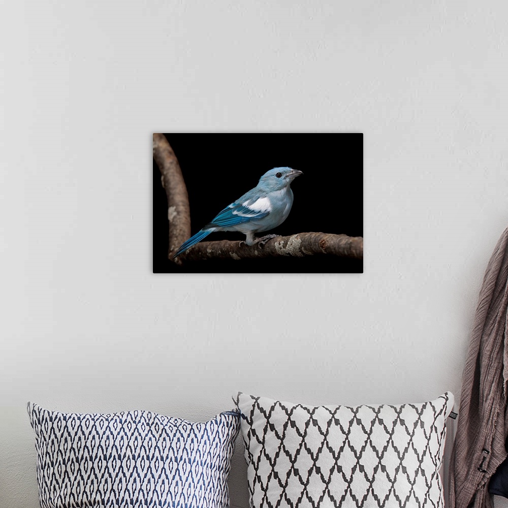 A bohemian room featuring A blue-grey tanager, Thraupis episcopus at Miller Park Zoo.