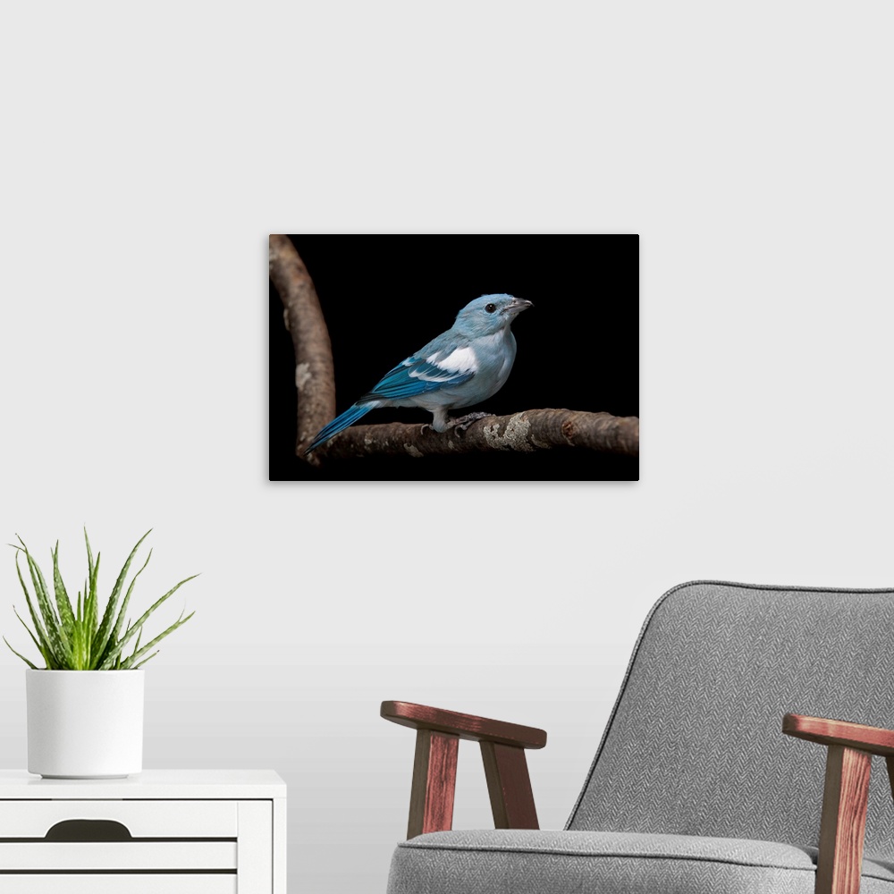 A modern room featuring A blue-grey tanager, Thraupis episcopus at Miller Park Zoo.