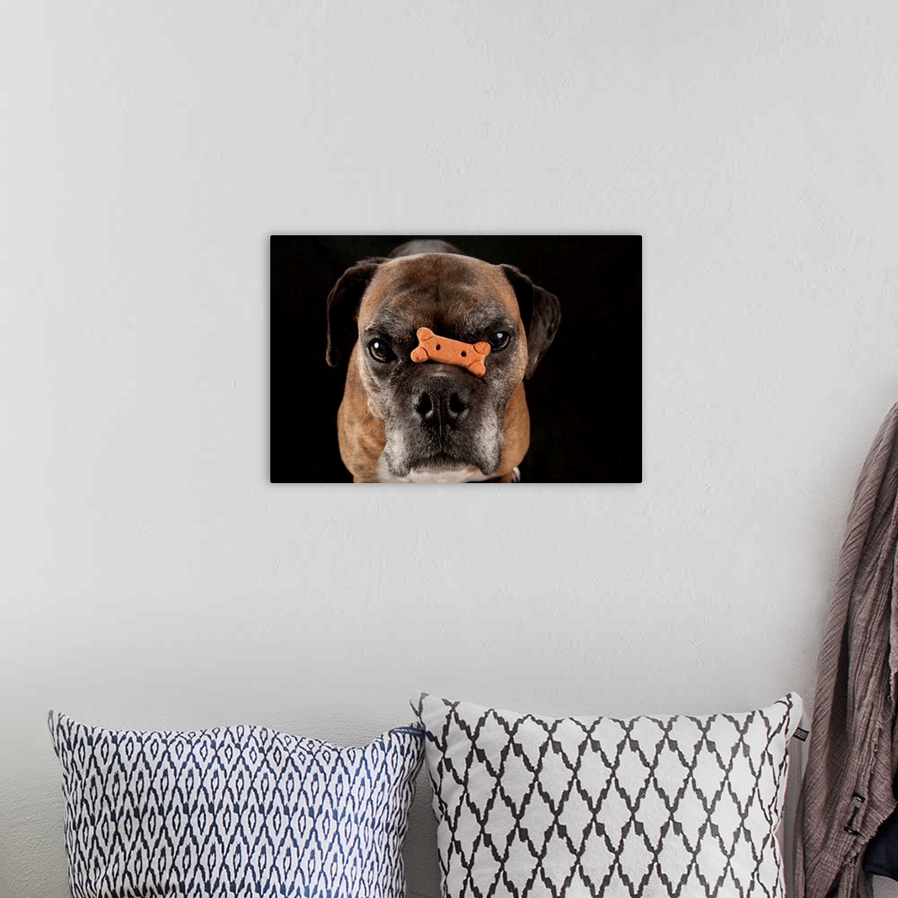 A bohemian room featuring A boxer named Toto balances a treat on his nose.
