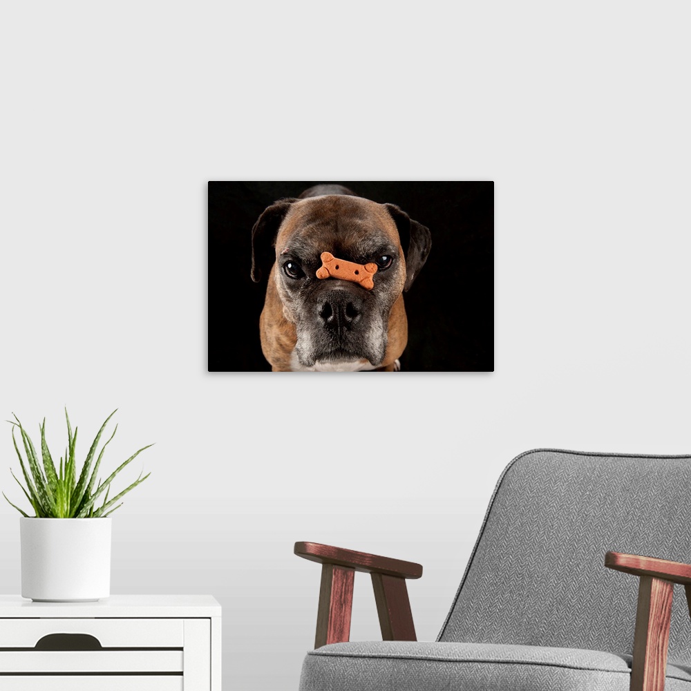 A modern room featuring A boxer named Toto balances a treat on his nose.