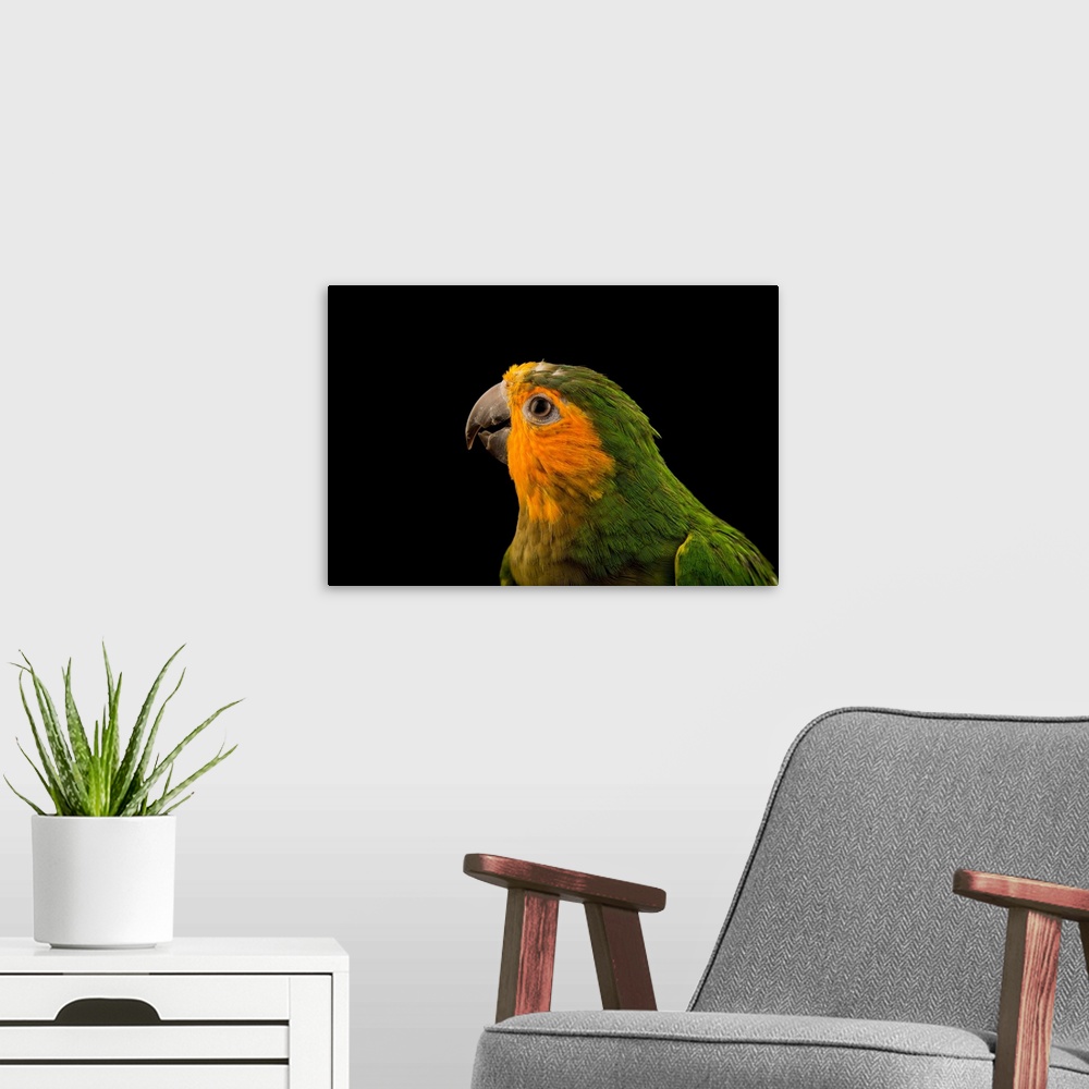 A modern room featuring A brown throated parakeet, Eupsittula pertinax pertinax.
