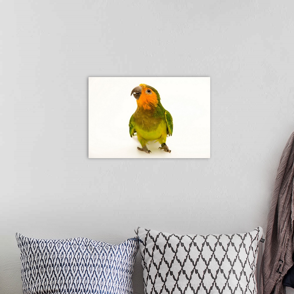 A bohemian room featuring A brown throated parakeet, Eupsittula pertinax pertinax.