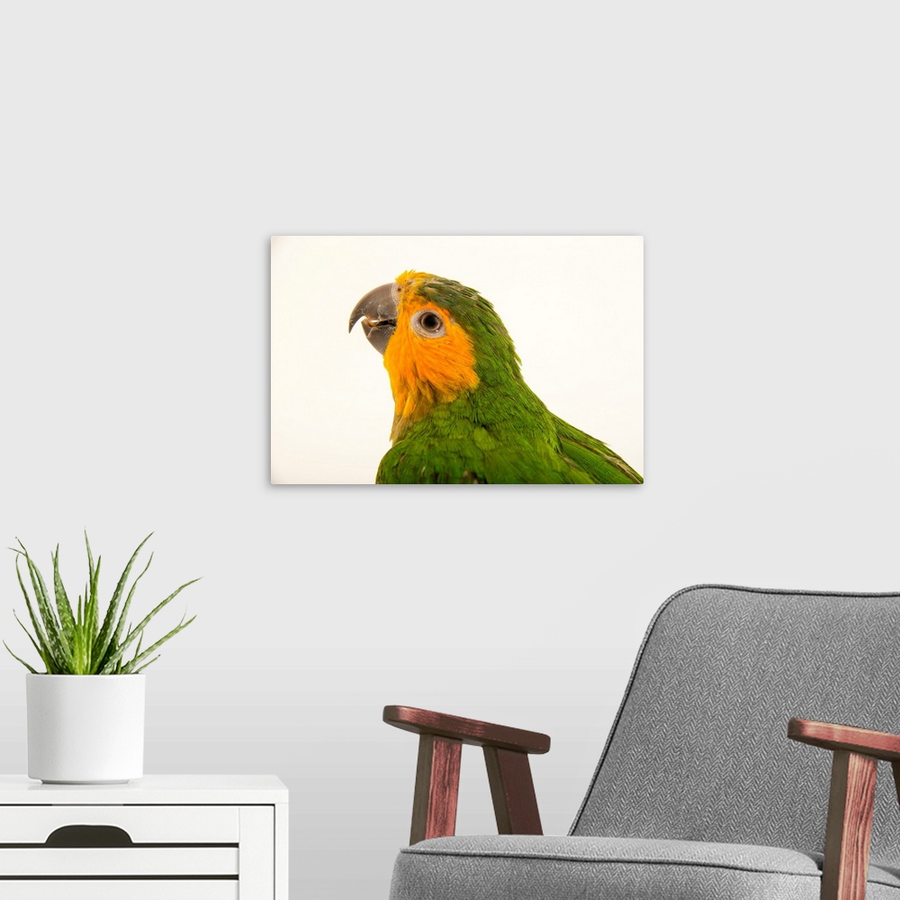 A modern room featuring A brown throated parakeet, Eupsittula pertinax pertinax.