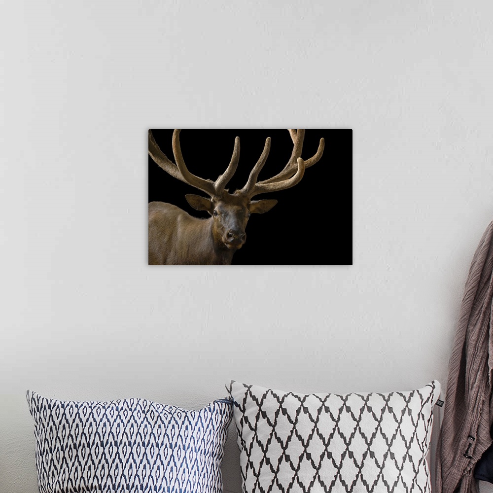 A bohemian room featuring A bull elk with his antlers in velvet (Cervus canadensis) at the Oklahoma City Zoo.