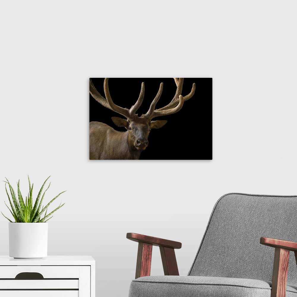 A modern room featuring A bull elk with his antlers in velvet (Cervus canadensis) at the Oklahoma City Zoo.