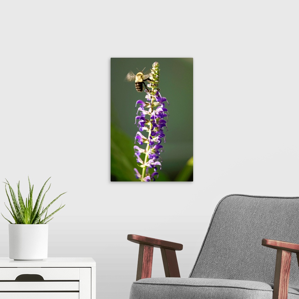A modern room featuring A bumblebee hovers around purple salvia flowers
