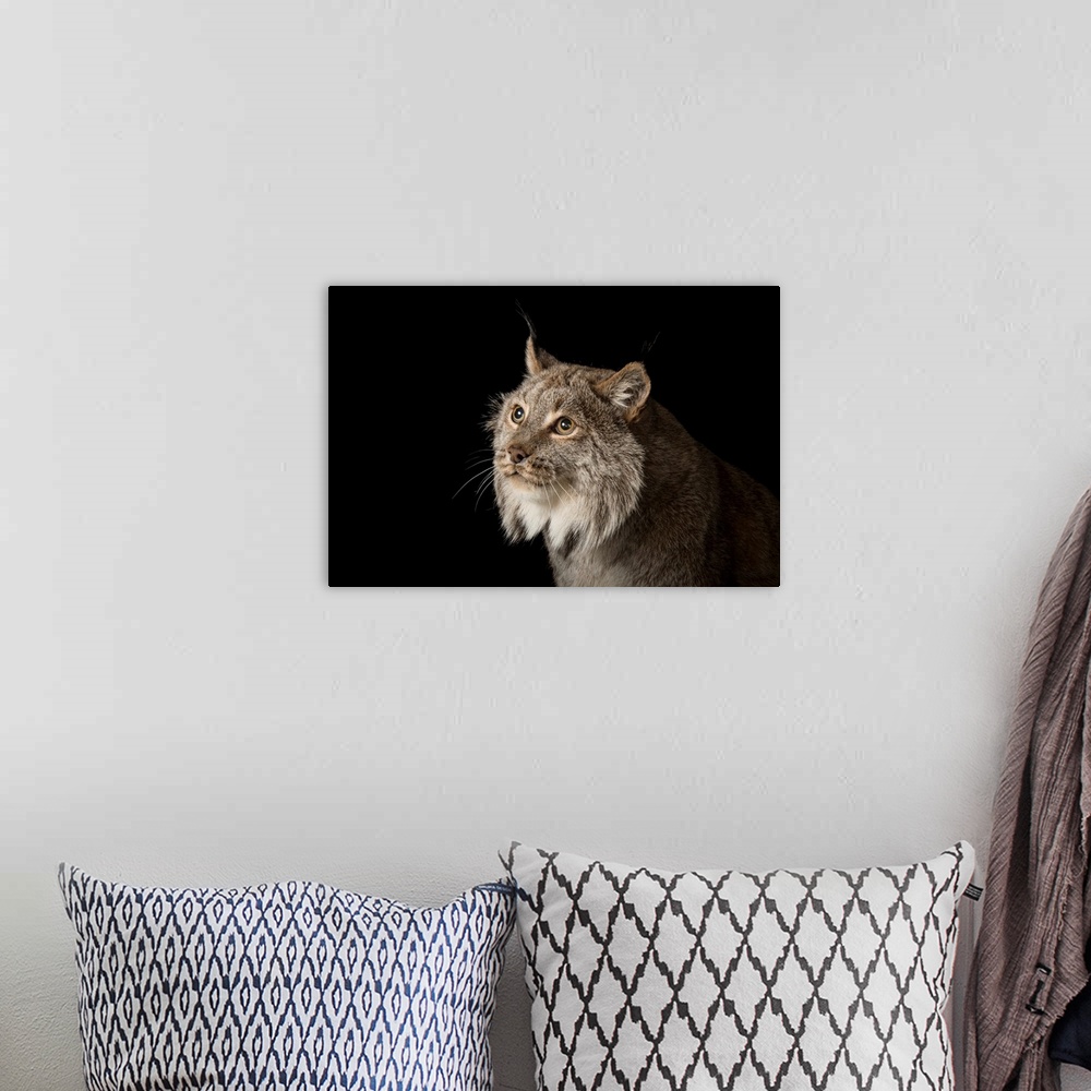 A bohemian room featuring A Canada lynx, Lynx canadensis.
