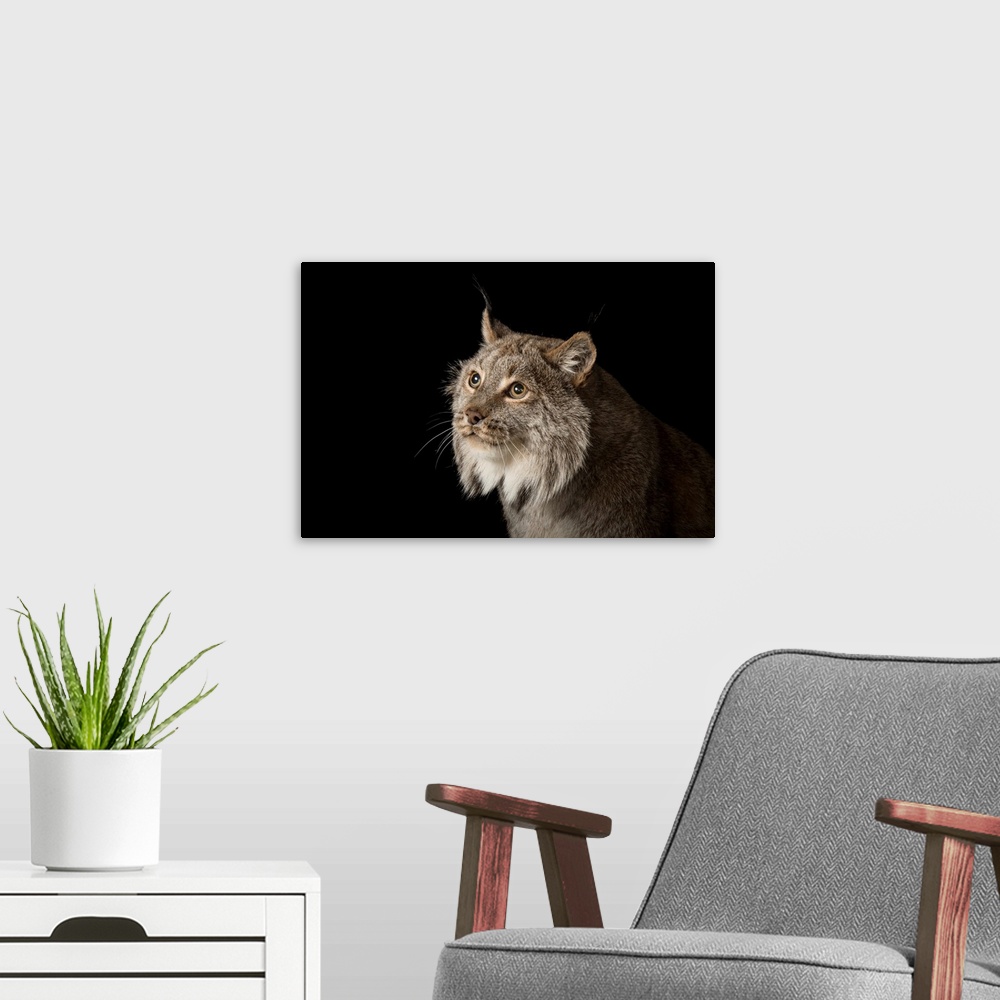 A modern room featuring A Canada lynx, Lynx canadensis.
