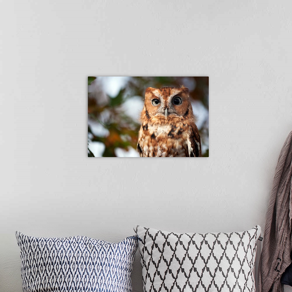 A bohemian room featuring A captive eastern screech owl, Megascops asio, at Ryerson Woods.