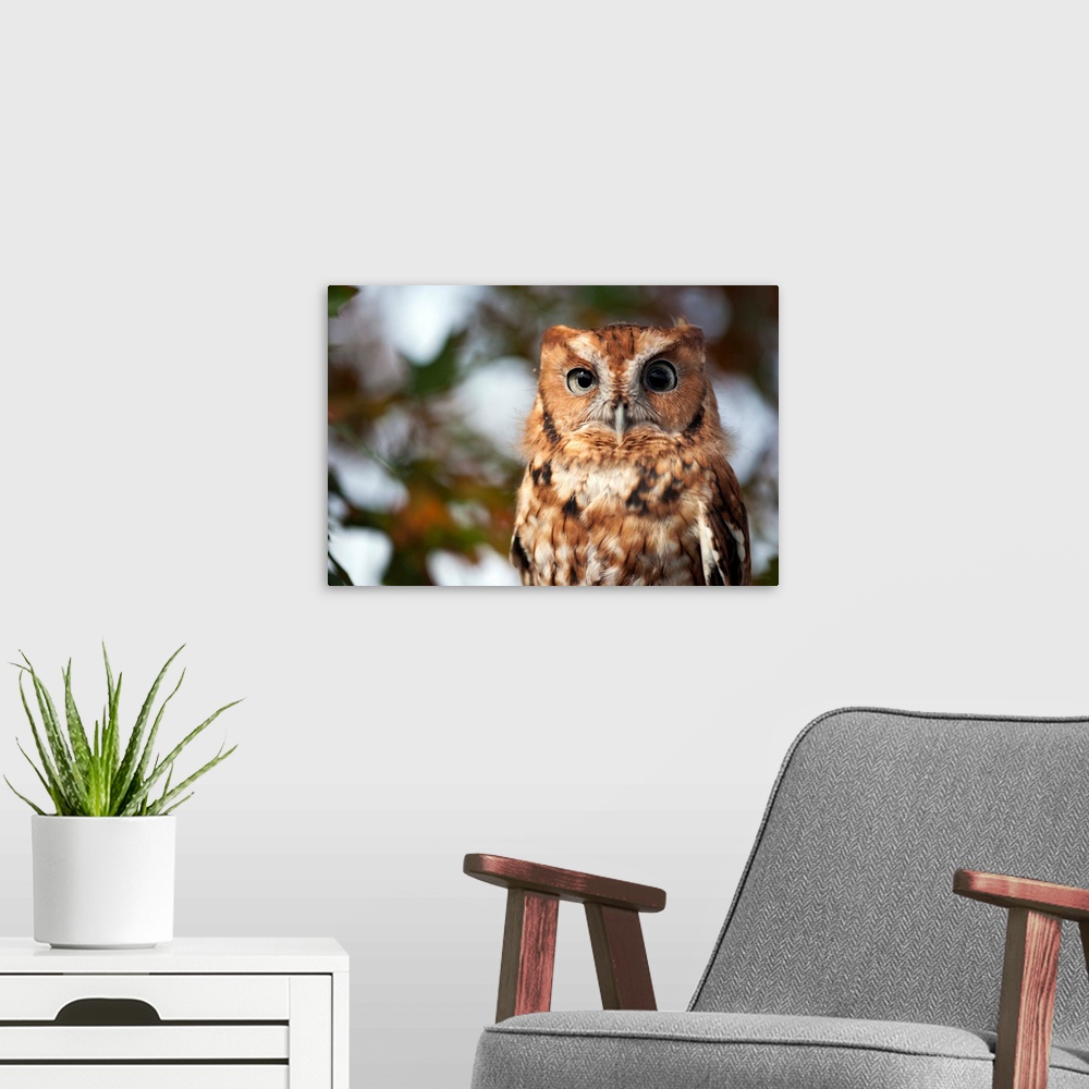 A modern room featuring A captive eastern screech owl, Megascops asio, at Ryerson Woods.