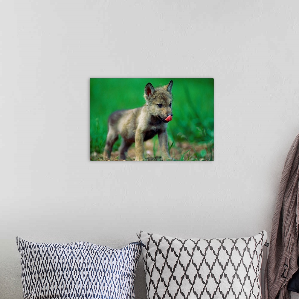 A bohemian room featuring Horizontal photograph from the National Geographic Collection of a tiny, gray wolf cub licking it...